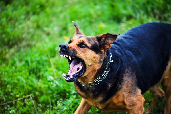 Cão Adorável Bonito Foco Seletivo — Fotografia de Stock