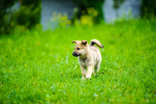Kleine Pup Een Tuin Met Groen Gras — Stockfoto