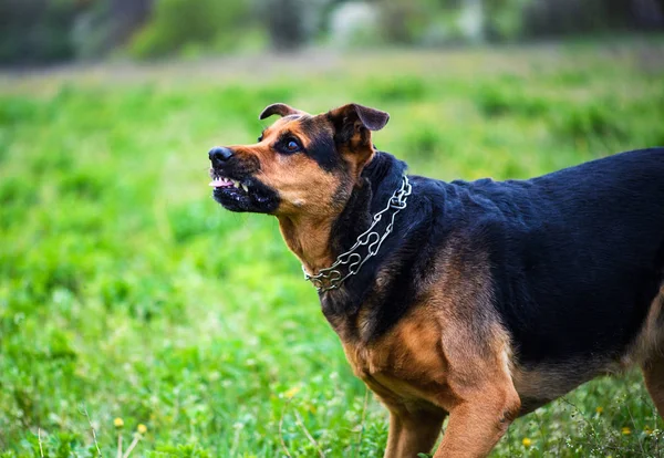 Ataques Cães Furiosos Cão Parece Agressivo Perigoso — Fotografia de Stock