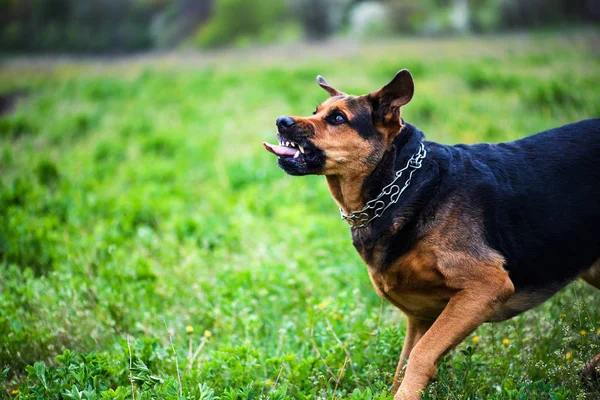 かわいいかわいい犬 選択的なフォーカス — ストック写真
