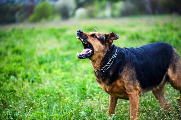 Ataques Cães Furiosos Cão Parece Agressivo Perigoso — Fotografia de Stock