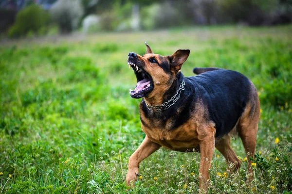 Şirin Köpek Seçici Odaklanma — Stok fotoğraf