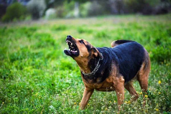 Милая Очаровательная Собака Избирательный Фокус — стоковое фото