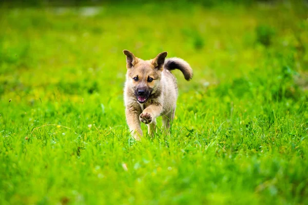 little puppy is running happily with floppy ears trough a garden with green grass.