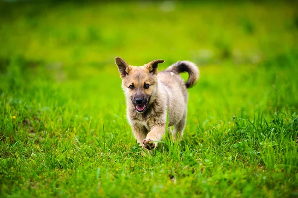 Piccolo Cucciolo Sta Correndo Felicemente Con Orecchie Flosce Attraverso Giardino — Foto Stock