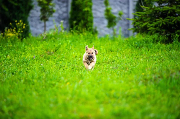 Little Puppy Running Happily Floppy Ears Trough Garden Green Grass — Stock Photo, Image