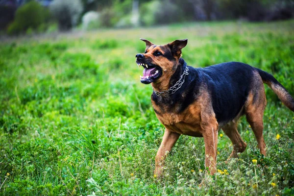 Yeşil zemin üzerine kızgın köpek