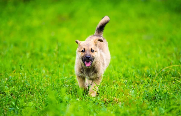 Pequeño Cachorro Está Corriendo Felizmente Con Orejas Flojas Través Jardín —  Fotos de Stock