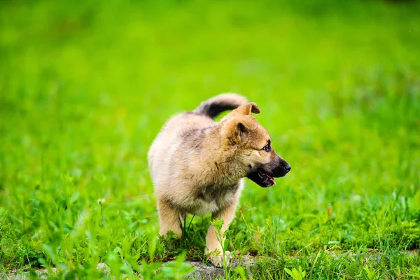 Little Puppy Running Happily Floppy Ears Trough Garden Green Grass — Stock Photo, Image