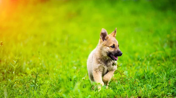 Pequeño Cachorro Está Corriendo Felizmente Con Orejas Flojas Través Jardín —  Fotos de Stock