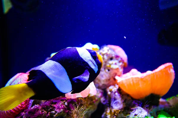 サンゴと熱帯魚と素晴らしいと美しい水中世界 — ストック写真