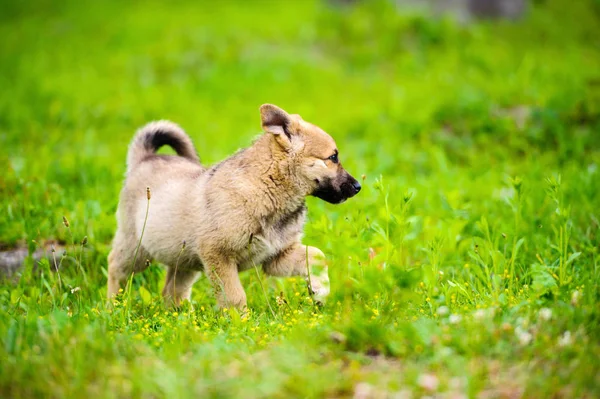 Anak Anjing Kecil Taman Dengan Rumput Hijau — Stok Foto