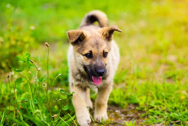 緑の芝生と庭で子犬 — ストック写真