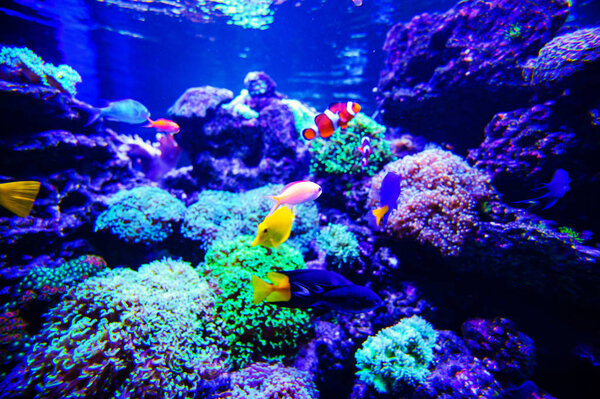 Wonderful and beautiful underwater world with corals and tropica