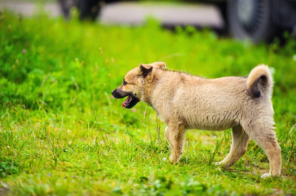 Piccolo cucciolo in un giardino con erba verde . — Foto Stock