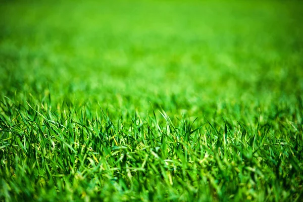 Green Grass Background Close View — Stock Photo, Image
