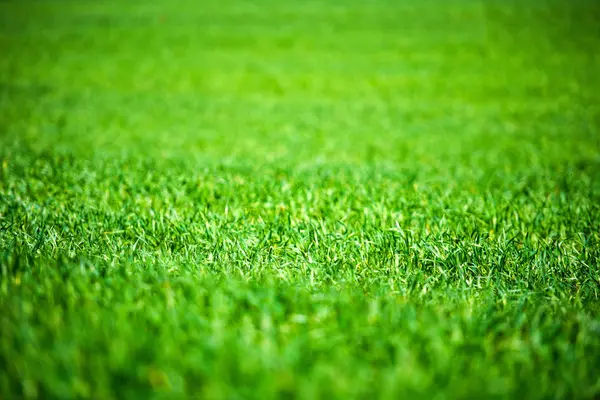 Green Grass Background Close View — Stock Photo, Image