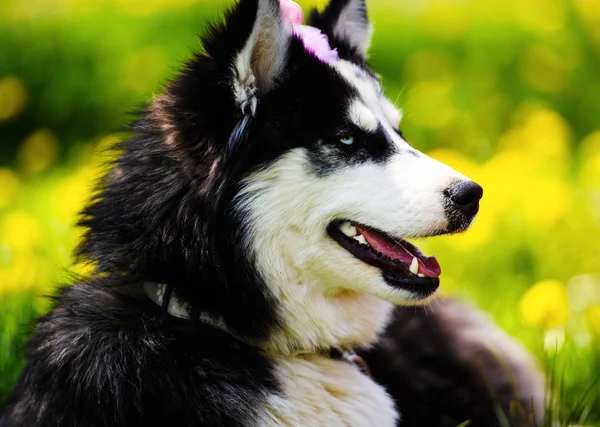 Divertido perro husky acostado en la hierba, la primavera —  Fotos de Stock