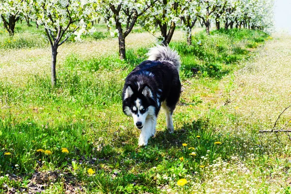 Cão husky engraçado andando na grama no jardim, tempo de primavera — Fotografia de Stock