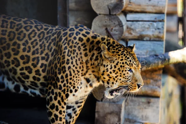 Porträt eines schönen Leoparden — Stockfoto