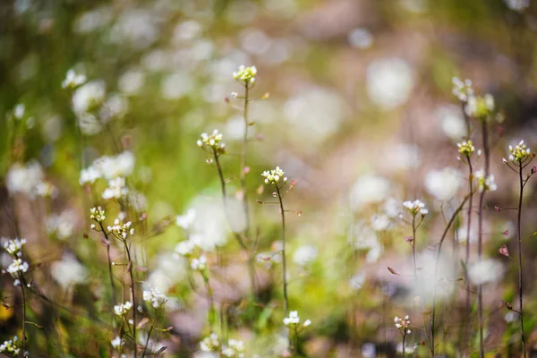 Schöne Und Zarte Frühlingsblumen — Stockfoto