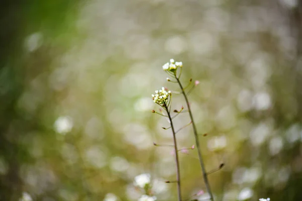 Красивые Нежные Весенние Цветы — стоковое фото