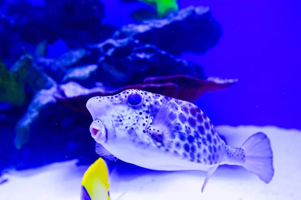 Amphiprion Ocellaris Clownfish In Marine Aquarium (en inglés). Pez payaso swi — Foto de Stock