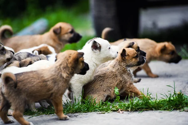 Leuke kleine puppy spelen met haar hond moeder buitenshuis — Stockfoto