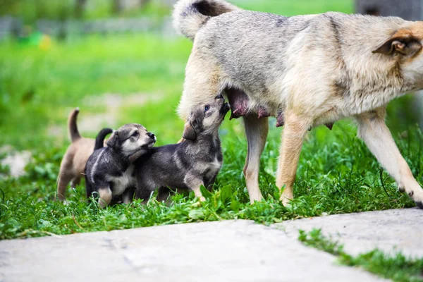 Lindo poco cachorros jugando con su perro mamá al aire libre —  Fotos de Stock