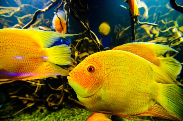 Amphiprion Ocellaris Clownfish In Marine Aquarium. Poisson-clown swi — Photo