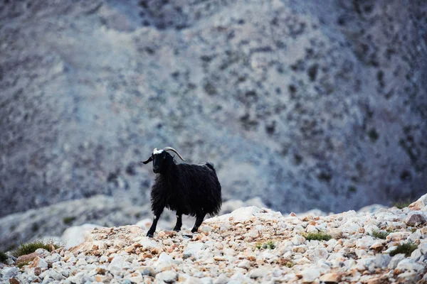 Cabra Una Sola Montaña Pie Cima Montaña Tahtali Turquía — Foto de Stock