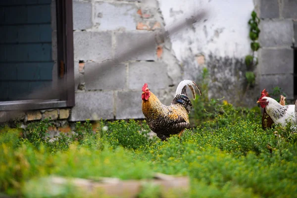 Hühner Auf Einem Bauernhof — Stockfoto