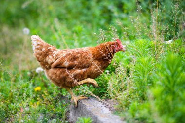 bir çiftlikte tavuk