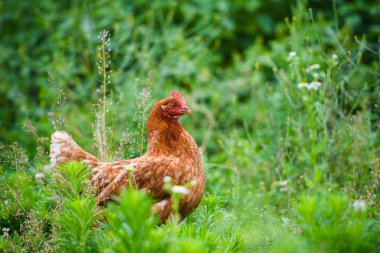 bir çiftlikte tavuk