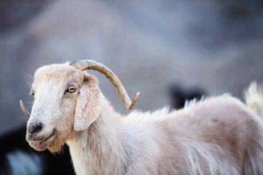 Dışarıdaki genç keçinin portresi