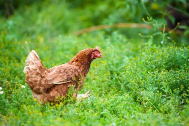 Açık havada çekilmiş bir portre.