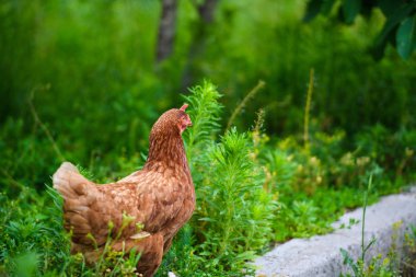 Açık havada çekilmiş bir portre.