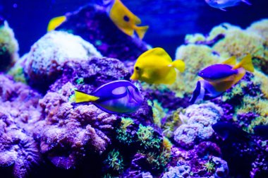 Amphiprion Ocellaris palyaço balığı deniz akvaryum. Palyaço balığı swi