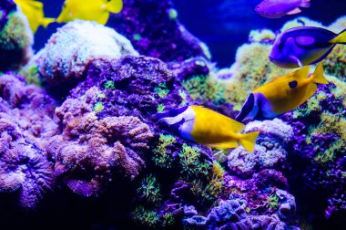 Amphiprion Ocellaris palyaço balığı deniz akvaryum. Palyaço balığı swi