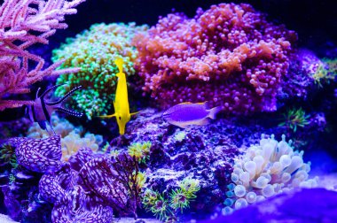 Amphiprion Ocellaris palyaço balığı deniz akvaryum. Palyaço balığı swi