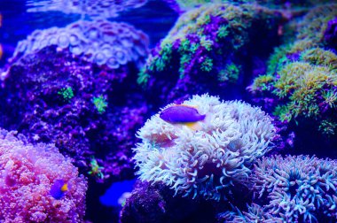 Amphiprion Ocellaris palyaço balığı deniz akvaryum. Palyaço balığı swi