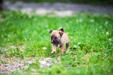 Yeşil çimlerde sevimli köpek yavrusu