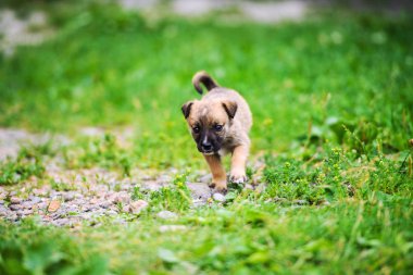 Yeşil çimlerde sevimli köpek yavrusu