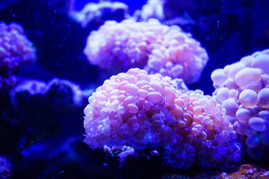 Harika ve güzel sualtı dünya mercan ve tropica