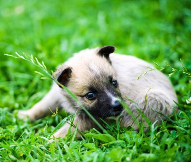 Yeşil çimlerde sevimli köpek yavrusu