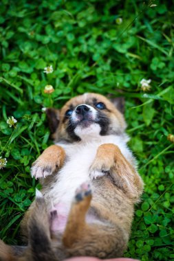 Yeşil çimlerde sevimli köpek yavrusu