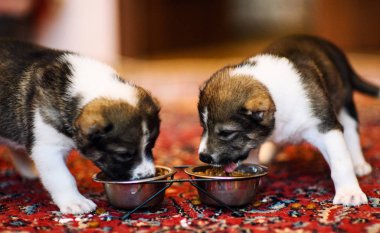 Şirin köpek, seçici odaklanma.