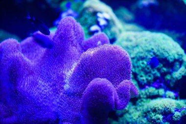 Harika ve güzel sualtı dünya mercan ve tropica