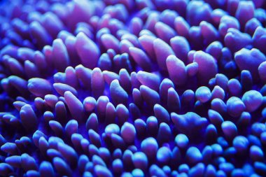 Harika ve güzel sualtı dünya mercan ve tropica