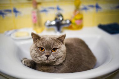 komik kedi banyo lavabo